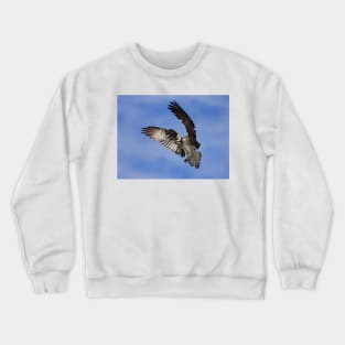 Osprey Wingspan Crewneck Sweatshirt